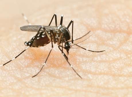 mosquito dengue chikungunya Dr. Brandão alerta população da nova doença transmitida pelo mosquito da dengue: Febre Chikungunya