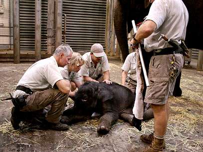 Foto divulgada pelo Taronga Zoo mostra um bezerro rec�m-nascido do sexo masculino de um elefante asi�tico com a equipe do zool�gico. Foto: AFP