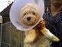 A cachorra foi avaliada por veterin�rios da Unesp e passar� por cirurgia. Foto: G�ro Bonini/Especial para Terra