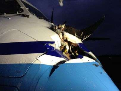 Aeronave da Guarda Costeira japonesa ia de Naha a Ishigaki quando foi atingida por um albatroz. Foto: AFP