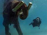 Rajan, o ultimo elefante "navegador", aproveita a aposentadoria nas ilhas Andaman, no sul da �ndia. Foto: Barcroft Media/The Grosby Group 