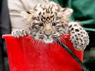 Restam apenas 44 leopardos de Amur vivendo em liberdade. Foto: EFE