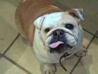 A buldogue Lola no reality show The Osbournes; ela morreu na ter�a-feira, aos 12 anos. Foto: Reprodu��o