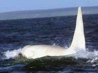 Uma orca branca adulta foi vista pela primeira vez na natureza, segundo cientistas de universidades em Moscou e São Petesburgo. Foto: E Lazareva/Ferop/BBC Brasil