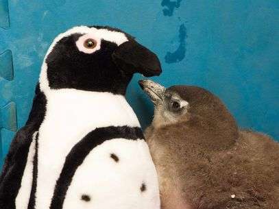 Para simular o ambiente natural, dois pinguins rejeitados pelas m�es receberam 'irm�os' de pel�cia. Foto: Grosby Group