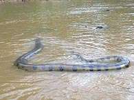 A imensa sucuri foi encontrada perto da ponte sobre o Rio Moa. Foto: Denis Cristiano