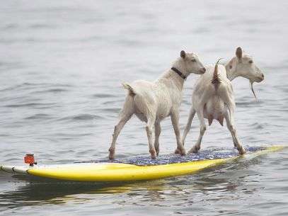 As cabras Pismo (esq.) e Goatee "surfam" na praia de San Onofre, na Califórnia. Foto: AP