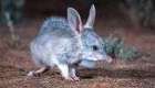 Bilby, o estranho animal com 'orelhas de coelho' que volta à natureza após quase desaparecer