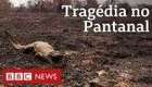 Pantanal queima e vive sua pior tragédia ambiental das últimas décadas