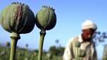 Sob Talebã, tráfico de drogas cresce no Afeganistão