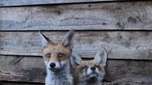 A 'vida secreta' das raposas em Londres que rendeu prêmio a fotógrafo