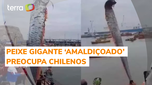 Aparição de peixe gigante 'amaldiçoado' preocupa chilenos