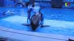 Espetáculo ou crueldade? SeaWorld enfrenta críticas 