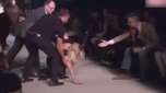 Candice Swanepoel cai em desfile na Semana de Moda de NY