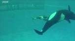 Câmera capta último nascimento de bebê orca em cativeiro no SeaWorld