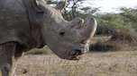 Morre o último rinoceronte-branco do norte macho do mundo