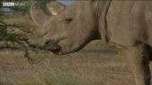 A morte do último rinoceronte-branco-do-norte macho do mundo