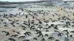 Pinguins da Antártida são estudados com o uso de 'timelapse'
