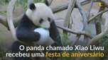 Panda-gigante celebra 6º aniversário em zoológico