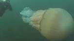 Mergulhadores encontram água-viva gigante no mar do Reino Unido