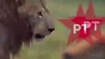 Em vídeo, Bolsonaro se compara a leão atacado por hienas
