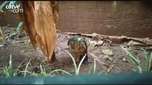 Resgate inusitado: gavião é salvo por Patrulha Ambiental em Cascavel