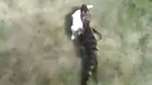 Vídeo mostra jacaré carregando gato pela boca em Juazeiro 