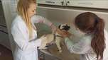 Em Toledo começou a mobilização para vacina contra a raiva de cães e gatos
