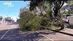 Árvore cai com vento, quebra muro e atinge dois carros no Centro de Cascavel