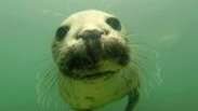 Mergulhador consegue filmar focas 'batendo palmas' debaixo d'água; entenda por que elas fazem isso