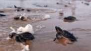 Coronavírus: milhões de bebês tartaruga aproveitam confinamento humano para chegar ao mar