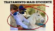 Cientistas brasileiros criam soro com anticorpos de cavalo capaz de neutralizar coronavírus