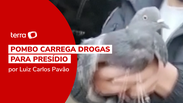 Polícia peruana captura pombo carregando droga para presídio