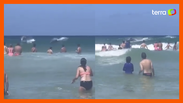 Golfinhos nadam com banhistas em praia de Florianópolis 