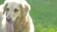 Hyperthermia in pets: find out how to prevent, recognize and treat it