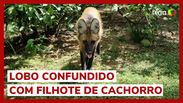 Lobo é confundido e adotado como filhote de cachorro e vai para zoológico em SC