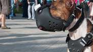 Should your dog wear a muzzle?  Know when to wear the accessory