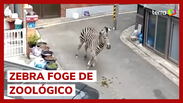 Zebra é recapturada após escapar de zoológico na Coreia do Sul