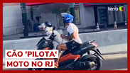 Cachorro &eacute; flagrado 'pilotando' moto em avenida no RJ