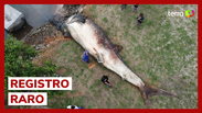 Maior peixe do mundo é encontrado morto no Espírito Santo