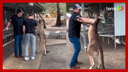 Canguru parte para cima e 'agride' turistas em zool&oacute;gico na Austr&aacute;lia