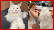Gato 'gigante' do tamanho de uma crian&ccedil;a faz sucesso nas redes sociais