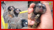 A man goes viral after finding a baby monkey and returning it to its parents