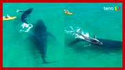 Whale and calf surprise when they swim near kayakers in Australia