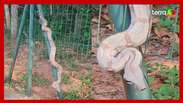 The deputy catches the boa constrictor who 