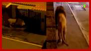The lion is captured after escaping from the circus and having 