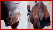 Peixe 'gigante' de 300 quilos é encontrado por pescadores no Pará