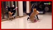 The man tries to escape from the tiger in the Dubai villa and the scene generates outrage on the web