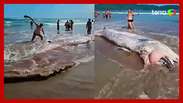 Baleia em decomposição encalha e atrai banhistas no litoral de São Paulo