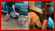 Councilor goes viral for feeding stray dogs in his car during rain in RS